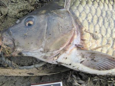 Прикрепленное изображение: IMG_0364.JPG